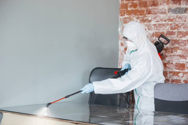 Environmental Consulting for Mold Prevention in Birdsboro, PA